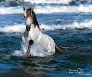 пазл Белая лошадь в море